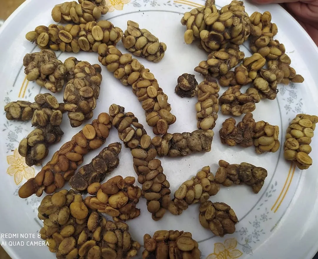 Wild Civet Cat Coffee (Kopi Luwak)