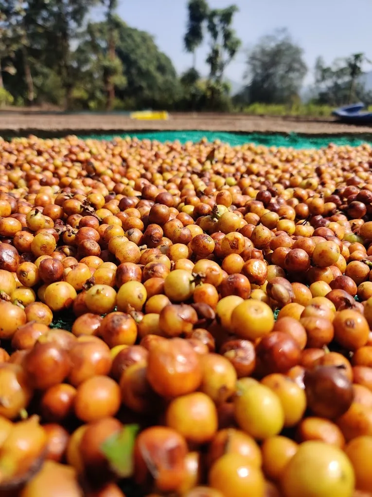 B+ Green Arabica Naturals