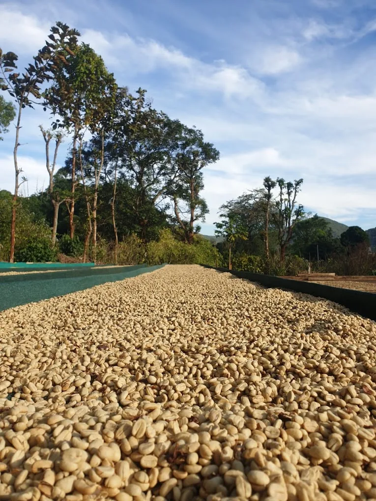 AAA Green Arabica Washed
