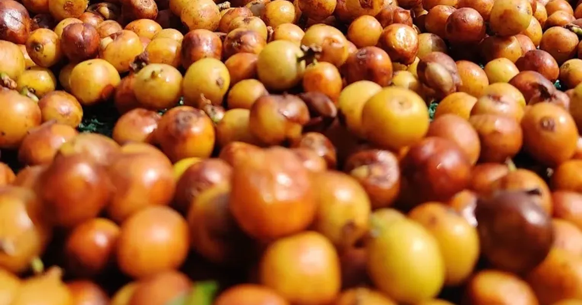 From Green Bean to Roasted Coffee: How Odisha Coffee Is Made