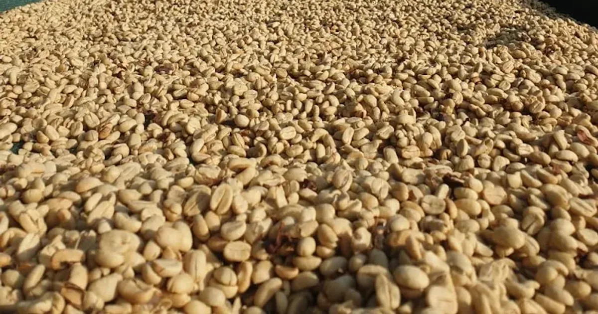 Koraput Arabica Coffee: Varieties, Farms, Processing, Taste